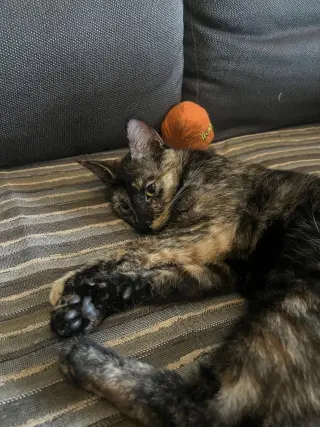 Penny