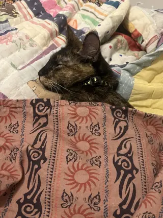 Penny