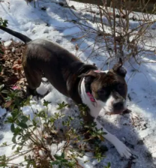 Coco