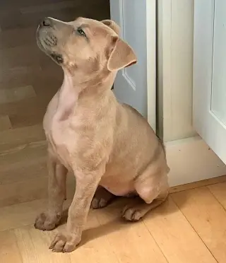 Rubi