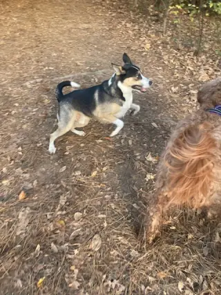 BUDDY