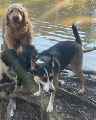 BUDDY