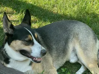 BUDDY
