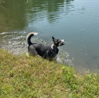 BUDDY