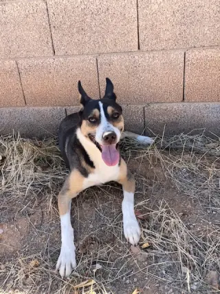 BUDDY