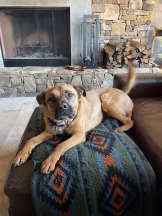 Barley