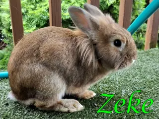 Zeke