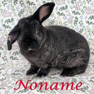 Noname