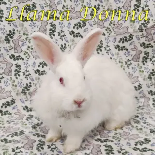 Llama Donna