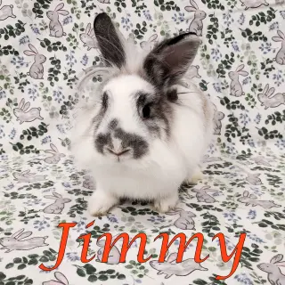 Jimmy