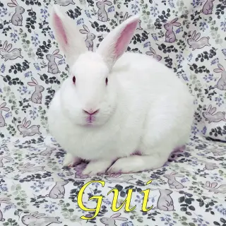 Gui