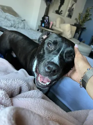Leia