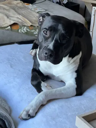 Leia