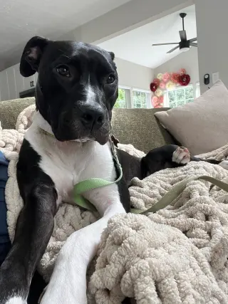 Leia