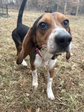 Rocky Beagle