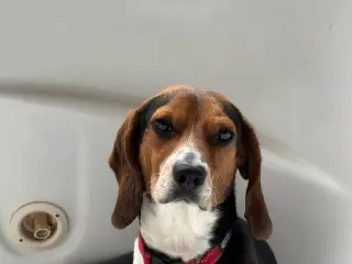 Rocky Beagle