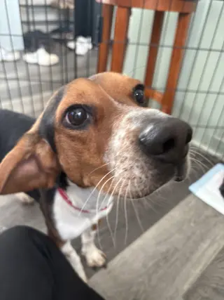 Rocky Beagle