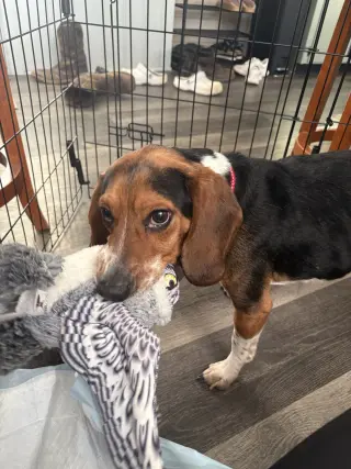 Rocky Beagle