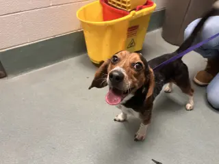 Rocky Beagle