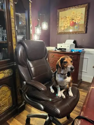 Rocky Beagle
