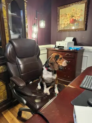 Rocky Beagle