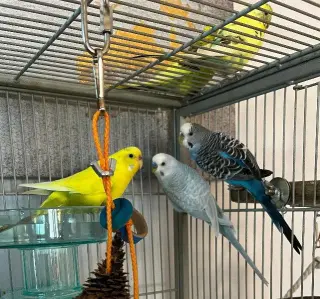 Rita Coco Bleu Kiwi Budge
