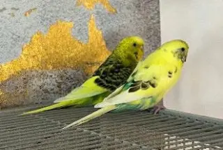 Rita Coco Bleu Kiwi Budge