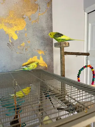Rita Coco Bleu Kiwi Budge
