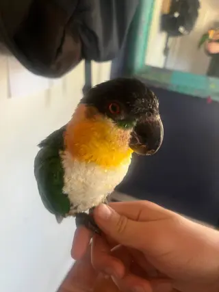 Pablo