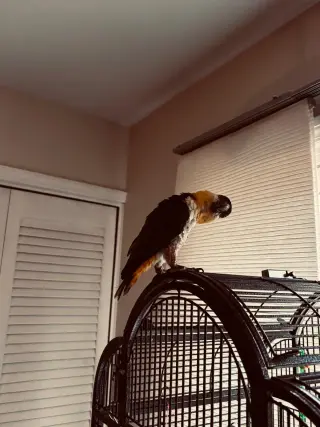 Pablo