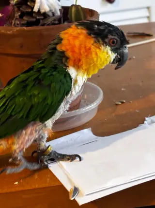 Pablo