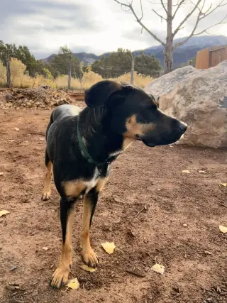 Zena