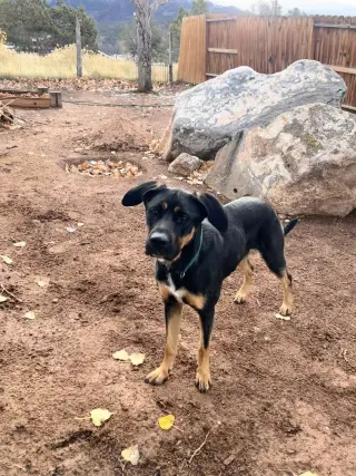 Zena