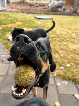 Zena