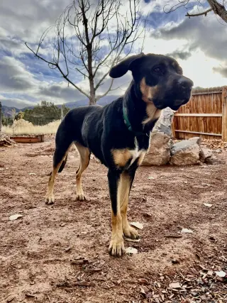 Zena