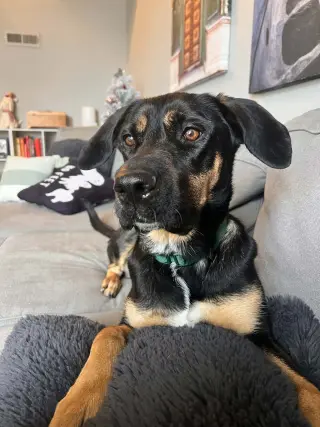 Zena