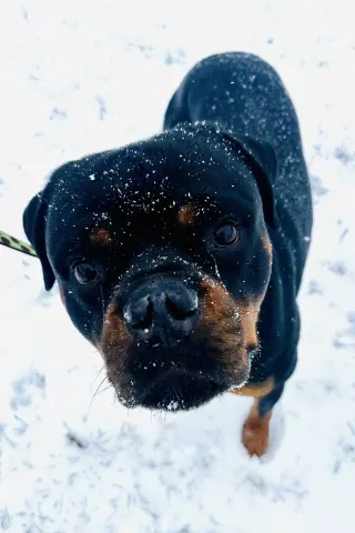 Reign Beau Bear
