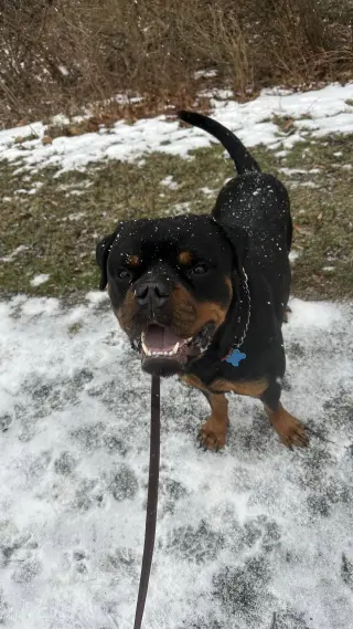 Reign Beau Bear