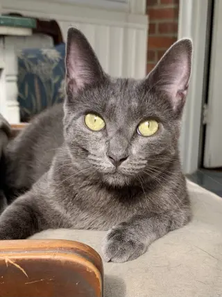 *Olive