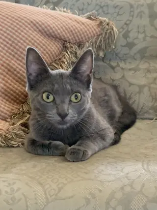 *Olive