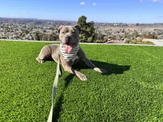 Gracie