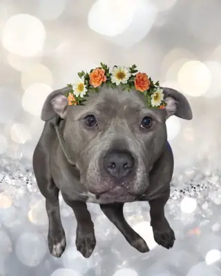Gracie