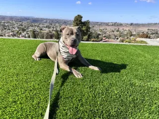 Gracie
