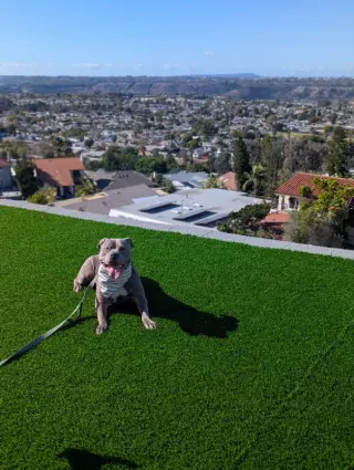 Gracie