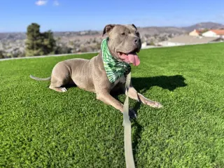 Gracie