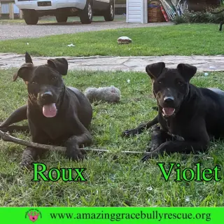 Roux 2