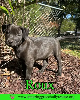 Roux 2