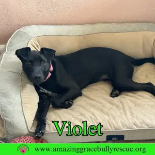 Violet