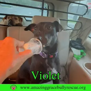 Violet