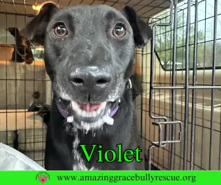 Violet